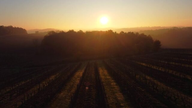 Bordeaux vineyard in autumn under the frost and fog, Time Lapse. High quality 4k footage