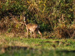 OLYMPUS DIGITAL CAMERA © ukasz