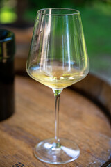 Tasting of dry burgundy white wine made from chardonnay grapes, wine tourisme to Burgundy Cote de Beaune wine region, France