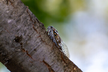 Symbol of Provence, cicada orni insect sits on tree close-up