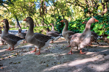 geese in a park