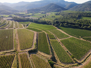 Wine making in  department Var in  Provence-Alpes-Cote d'Azur region of Southeastern France, vineyards in July with young green grapes near Saint-Tropez, cotes de Provence wine, aerial view