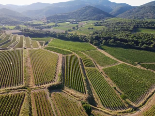 Photo sur Plexiglas Vignoble Wine making in  department Var in  Provence-Alpes-Cote d'Azur region of Southeastern France, vineyards in July with young green grapes near Saint-Tropez, cotes de Provence wine, aerial view