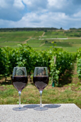 Tasting of burgundy red wine from grand cru pinot noir  vineyards, two glasses of wine and view on green vineyards in Burgundy Cote de Nuits wine region, France