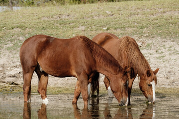 Fototapeta premium Pair of sorrel quarter horses drinking water from pond for animal hydration on sunny day.