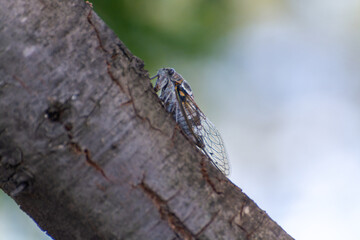 Symbol of Provence, cicada orni insect sits on tree close-up