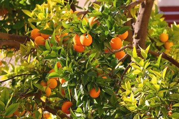 Oranges growing on the tree. Selective focus.