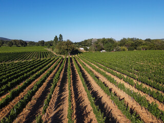 Wine making in  department Var in  Provence-Alpes-Cote d'Azur region of Southeastern France, vineyards in July with young green grapes near Saint-Tropez, cotes de Provence wine, aerial view
