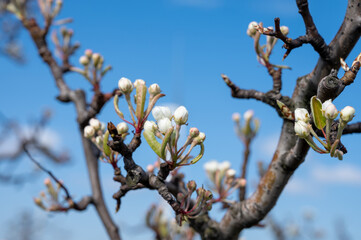 Begin of spring blossom of pear trees in Dutch orchards