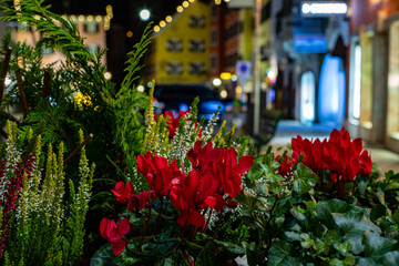 Colorful flowers with blurred buildings in the background