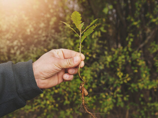 Young volunteer holding small oak tree sapling on the right with an acorn that is ready to be planted. Main focus on the tree and hand with shallow depth of field.