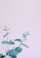 Eucalyptus leaves close-up on a lavender background with copy space