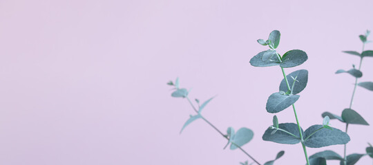 Young Eucalyptus gunnii leaves close-up on a lavender background with copy space as a beautiful natural background