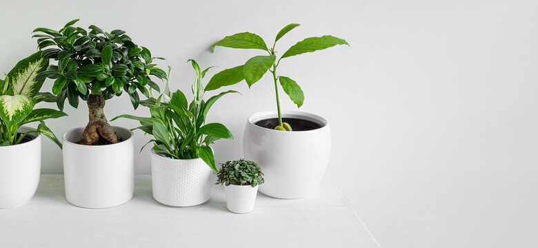 Young home plants - dieffenbachia or dumb cane plant, ficus ginseng microcarpa, spathiphyllum, callisia and avocado sprout in white pots on a white background with copy space, minimalistic home decor