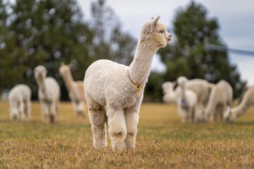 Alpacas in a field on a farm in Oregon