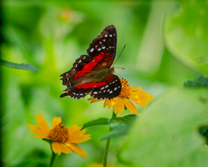 Special Butterfly