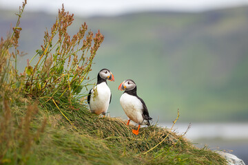 Puffins at Dyrholaey Iceland
