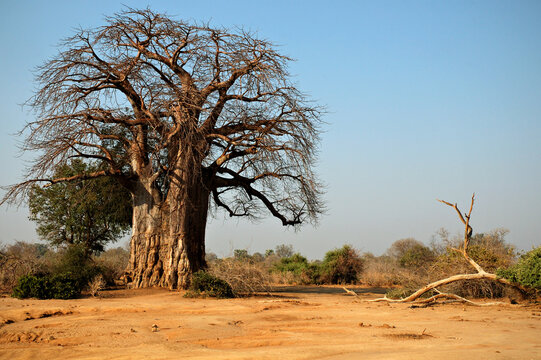 Baobab dans la savane du parc national du Bas-Zamb&egrave;ze, Zambie