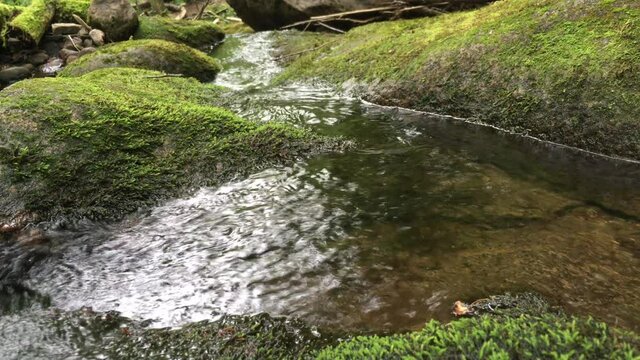 une rivi&egrave;re dans la for&ecirc;t bor&eacute;ale