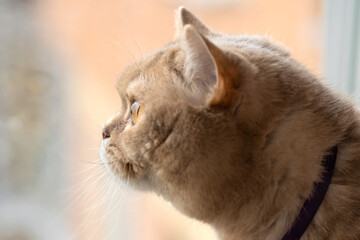 Beautiful coffee brown cat sitting on the windowsill and looking out of a window on naturally blurred background. The house cat wants to go outside