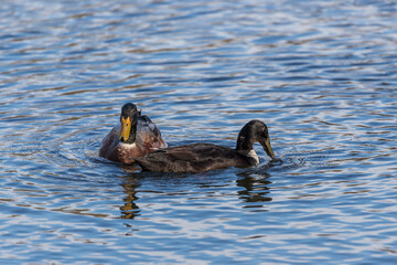 Male and female ducks swim in the water on a pond in the setting sun.