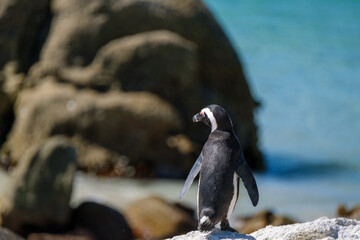 Penguins off the coast of Simons Town, South Africa