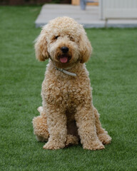 Cockapoo dog sitting in a garden