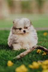 adorable purebred pomeranian dog puppy in flowers 