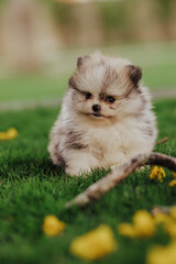 adorable purebred pomeranian dog puppy in flowers 