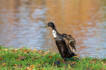 Male and female ducks swim in the water on a pond in the setting sun.
