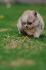 adorable purebred pomeranian dog puppy in flowers 
