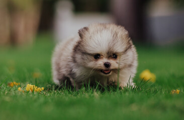 adorable purebred pomeranian dog puppy in flowers 