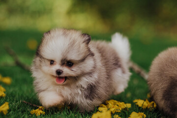 adorable purebred pomeranian dog puppy in flowers 