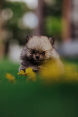 adorable purebred pomeranian dog puppy in flowers 