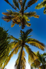 Obraz na płótnie Canvas low angle shot of large palm trees and sun
