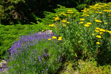 Krwawnik wiązówkowaty, talerzowaty (Achillea filipendulina) i lawenda lawenda, wąskolistna lekarska (Lavandula angustifolia), flowerbed, kwietnik © kateej
