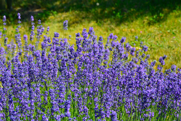 Naklejka premium lawenda wąskolistna - lavender (lavandula angustifolia)