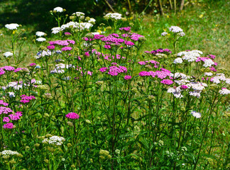 krwawnik pospolity, Achillea millefolium © kateej
