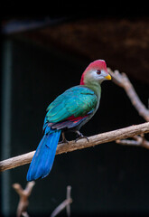 The african Bird