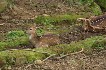a small deer in the grass