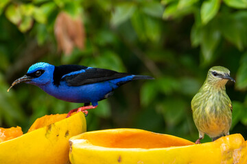 The red-legged honeycreeper (Cyanerpes cyaneus) is a small songbird species in the tanager family (Thraupidae)