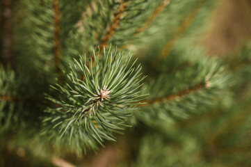 Close-up of a spruce or pine branch with coniferous needles.Natural background.