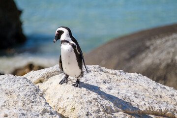 Penguins off the coast of Simons Town, South Africa