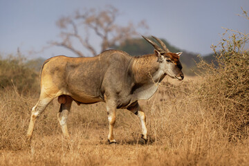 Common Eland - Taurotragus oryx also the southern eland or eland antelope, savannah and plains antelope found in East and Southern Africa, family Bovidae and genus Taurotragus