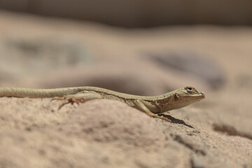 lagartija de perfil verde amarilla sobre una roca con fondo desenfocado