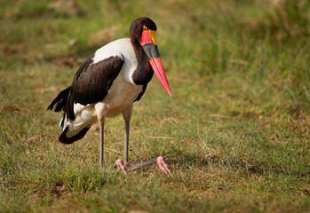 Saddle-billed Stork - Ephippiorhynchus senegalensis  or saddlebill is a wading bird in the stork family, Ciconiidae. Black and white back and red and yellow head. Portrait in its habitat in Kenya