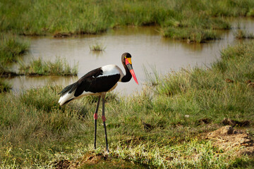 Saddle-billed Stork - Ephippiorhynchus senegalensis  or saddlebill is a wading bird in the stork family, Ciconiidae. Black and white back and red and yellow head. Portrait in its habitat in Kenya