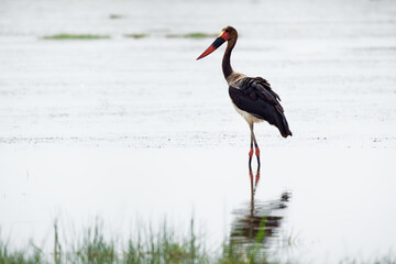 Saddle-billed Stork - Ephippiorhynchus senegalensis  or saddlebill is a wading bird in the stork family, Ciconiidae. Black and white back and red and yellow head. Portrait in its habitat in Kenya