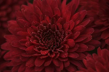 Zelfklevend Fotobehang defocused red dahlia petals with drops of dew macro, floral abstract background. Close up of flower dahlia for background, Soft focus © Olena