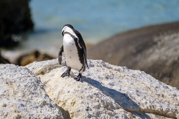 Penguins off the coast of Simons Town, South Africa
